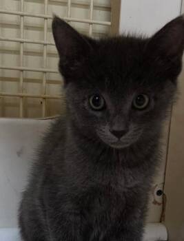 Smokey -  Domestic Short Hair Cat Available for Adoption in Town 