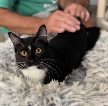 Pat Benatar -  Domestic Short Hair Cat for Adoption in Slidell, Louisiana - Pat Benatar | PetCurious