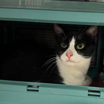 Amulet -  Domestic Short Hair Cat for Adoption in Edwardsville, Illinois - Amulet | PetCurious