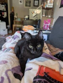 Rescue Domestic Short Hair Cats for Adoption in Chamblee, Georgia - Microbe [Foster] | PetCurious