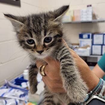 Domestic Short Hair Cats Available for Adoption in Lake Panasoffkee, Florida - Fennel | PetCurious