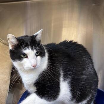 Rescue Domestic Short Hair Cats for Adoption in Prince Frederick, Maryland - Cuddles | PetCurious
