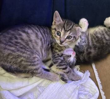 Domestic Short Hair Cats Available for Adoption - Bonnie | PetCurious