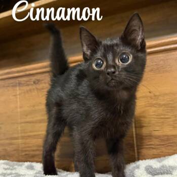 Bombay and Domestic Short Hair Cats Available for Adoption - Baby Cinnamon | PetCurious