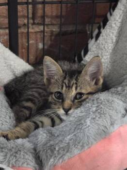 Theodore -  Domestic Short Hair Cat for Adoption in Liverpool, Texas - Theodore | PetCurious