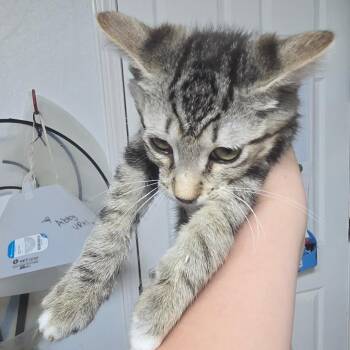 Grayson -  Domestic Short Hair Cat for Adoption in Marble, North Carolina - Grayson | PetCurious