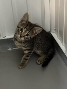 Pete Cat Armstrong -  American Shorthair Cat for Adoption in Big Rapids, Michigan - Pete Cat Armstrong | PetCurious
