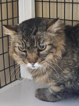 Stray male cat -  Domestic Medium Hair Cat for Adoption in Green River, Wyoming - Stray Male Cat | PetCurious
