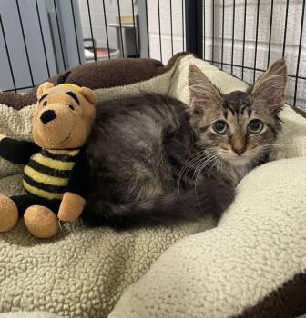 Little Guy -  Domestic Long Hair Cat for Adoption in Jackson, Michigan - Little Guy | PetCurious