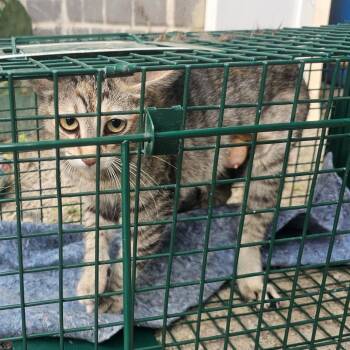 Sophie -  Domestic Short Hair Cat Available for Adoption in Mount Vernon, Arkansas - Sophie | PetCurious