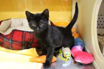 Domestic Short Hair Cats Available for Adoption in Kansas City, Missouri - Ziggy | PetCurious