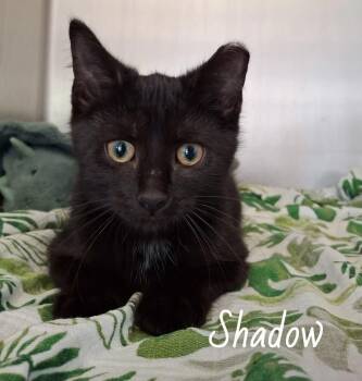 Shadow -  Bombay Cat for Adoption in Wyandotte, Michigan - Shadow | PetCurious