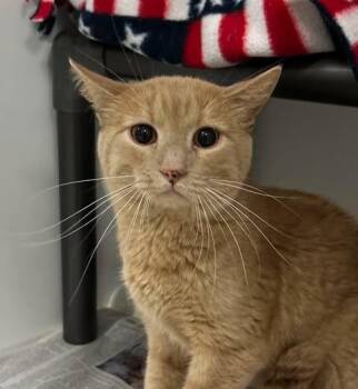 Simon -  Domestic Short Hair Cat for Adoption in Fruit Heights, Utah - Simon | PetCurious