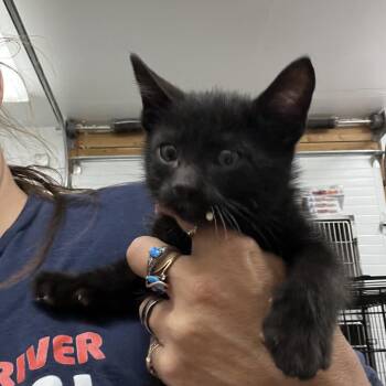 Hex -  Domestic Short Hair Cat for Adoption in Idaho Falls, Idaho - Hex | PetCurious