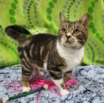 Domestic Short Hair Cats Available for Adoption - Oden | PetCurious