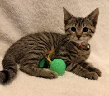 Domestic Short Hair Cats Available for Adoption in Broomfield, Colorado - REMI | PetCurious