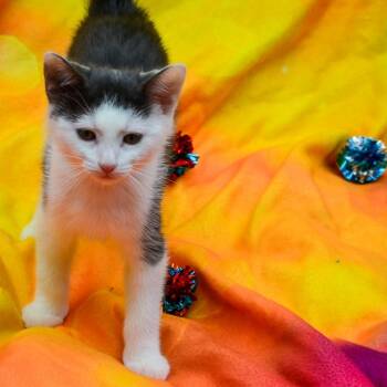 Rescue Domestic Short Hair Cats for Adoption in Glenfield, New York - Felix | PetCurious