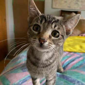Haily -  Domestic Short Hair Cat for Adoption in Santa Rosa, California - Haily | PetCurious