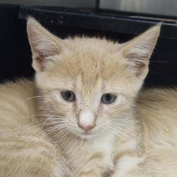 Cid -  Domestic Short Hair Cat for Adoption in Lake Panasoffkee, Florida - Cid | PetCurious