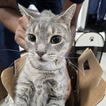 AHNJ-Stray-121210 -  Domestic Short Hair Cat for Adoption in Newark, New Jersey - AHNJ-Stray-121210 | PetCurious
