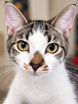 Clementine H -  Tabby Cat for Adoption in Fresno, California - Clementine H | PetCurious