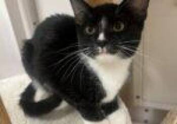 Kitten Kimchi -  Domestic Short Hair Cat for Adoption in Seal Beach, California - Kitten Kimchi | PetCurious