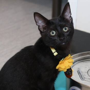 Swan -  Domestic Short Hair Cat for Adoption in Port Washington, New York - Swan | PetCurious