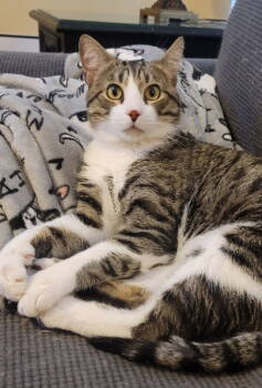 Rescue Tabby and Domestic Short Hair Cats for Adoption in Ball Ground, Georgia - Henry | PetCurious