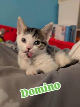 Rescue Domestic Short Hair Cats for Adoption in Brockport, New York - Domino | PetCurious