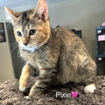 Pixie -  Domestic Short Hair Cat for Adoption in Peachtree City, Georgia - Pixie | PetCurious