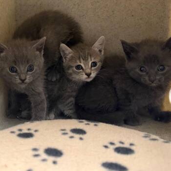 Goose -  Domestic Short Hair Cat for Adoption in Philadelphia, Pennsylvania - Goose | PetCurious