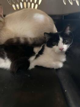 Rescue Domestic Long Hair Cats for Adoption in Joplin, Missouri - Skeeter 126110 | PetCurious