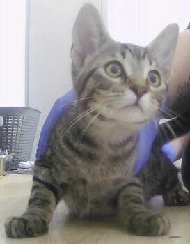 Taycan -  Domestic Short Hair Cat for Adoption in Dayton, Minnesota - Taycan | PetCurious