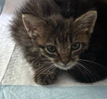Lexus -  Domestic Short Hair Cat for Adoption in West Memphis, Arkansas - Lexus | PetCurious