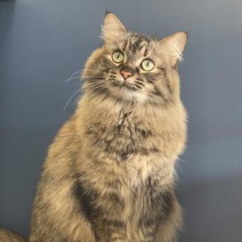 Sassy -  Domestic Medium Hair and Domestic Short Hair Cat for Adoption in Fort Worth, Texas - Sassy | PetCurious