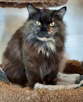 Rescue Domestic Long Hair Cats for Adoption in Corrales, New Mexico - Mona | PetCurious
