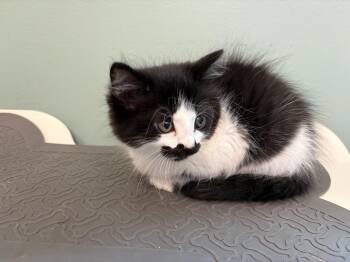 Patches -  Domestic Long Hair Cat for Adoption in Rensselaer, Indiana - Patches | PetCurious