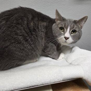 Domestic Short Hair Cats Available for Adoption - SHILOH | PetCurious