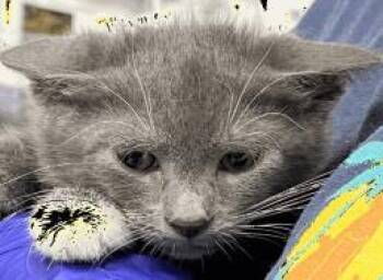 Jim -  Domestic Short Hair Cat for Adoption in Largo, Florida - Jim | PetCurious