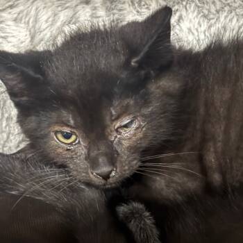 Rescue Domestic Short Hair Cats for Adoption in Napoleon, Ohio - Wybie 60C25 | PetCurious