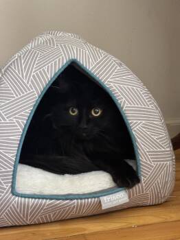 Domestic Long Hair Cats Available for Adoption - LUNA | PetCurious