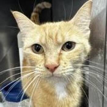 Tilapia -  Domestic Short Hair Cat for Adoption in Grinnell, Iowa - Tilapia | PetCurious