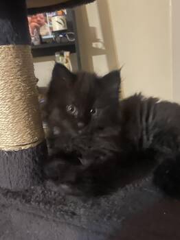 Henry -  Domestic Medium Hair Cat for Adoption in Calgary, Alberta - Henry | PetCurious