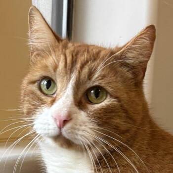 Domestic Short Hair Cats Available for Adoption - SPENCER | PetCurious