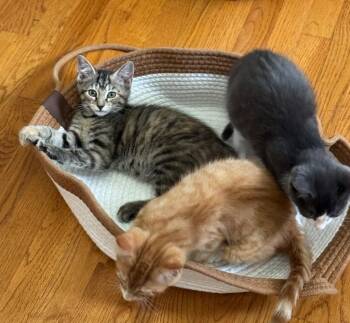 Newt -  Domestic Short Hair Cat for Adoption in Hampton, Virginia - Newt | PetCurious