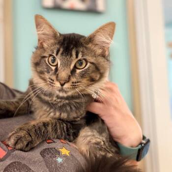 Guppy -  Domestic Long Hair Cat for Adoption in Columbus, Georgia - Guppy | PetCurious