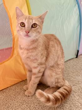 Matilda -  Tabby Cat for Adoption in Woodinville, Washington - Matilda | PetCurious