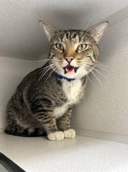 GEORGIE -  Domestic Short Hair Cat for Adoption in Aurora, Colorado - GEORGIE | PetCurious