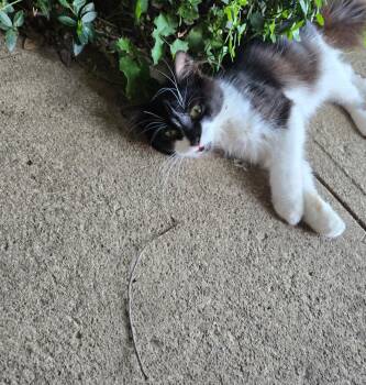 Rescue Devon Rex and Domestic Long Hair Cats for Adoption in Ben Avon, Pennsylvania - DEVON | PetCurious