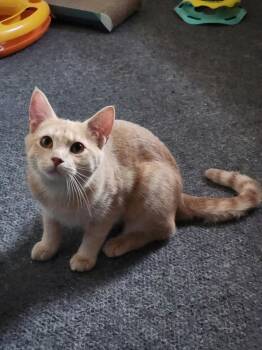 Rescue Domestic Short Hair Cats for Adoption in Mokena, Illinois - Chispita | PetCurious